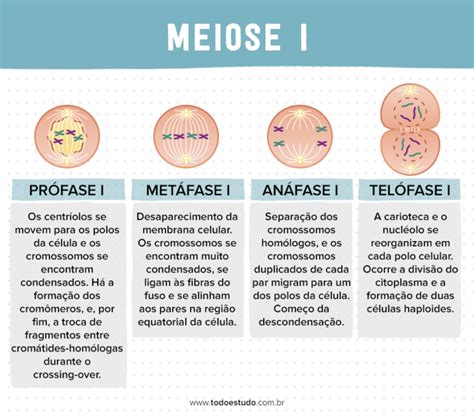 fases da meiose-1